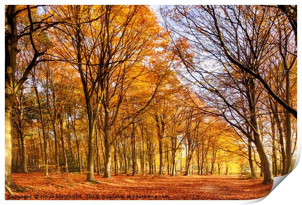 Ancient woodland in full autumn fall colors Print by Simon Bratt LRPS