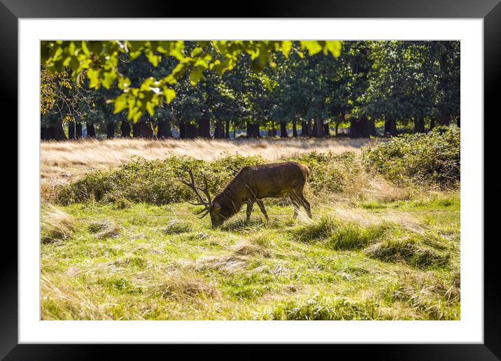 Male red deer stag with antlers in autumn sunshine Framed Mounted Print by Steve Mantell