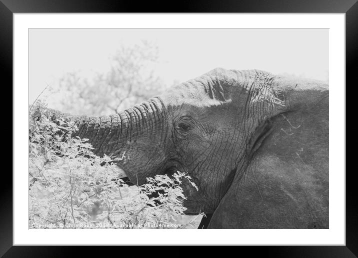 African Elephant (Loxodonta africana) Framed Mounted Print by Chris Rabe