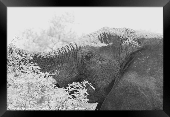 African Elephant (Loxodonta africana) Framed Print by Chris Rabe