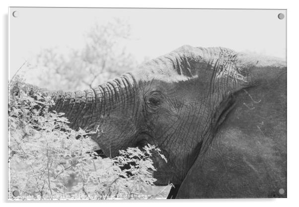 African Elephant (Loxodonta africana) Acrylic by Chris Rabe
