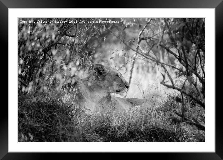 Regal  - Maasai Mara Lioness Framed Mounted Print by Stephen Stookey