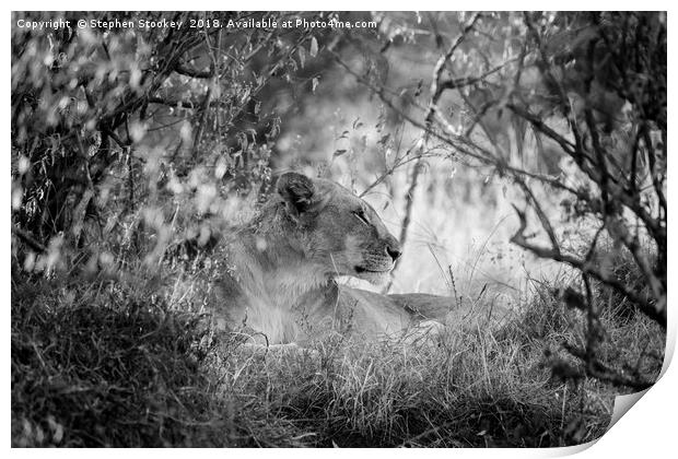 Regal  - Maasai Mara Lioness Print by Stephen Stookey