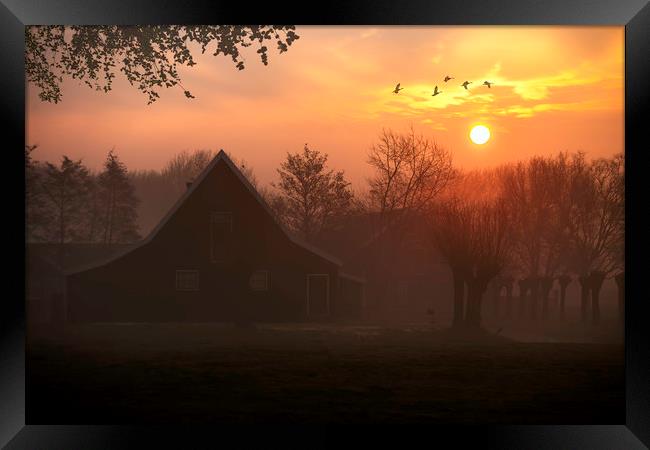 Geese flying at the sunrise in Zaanse Schans, Neth Framed Print by Ankor Light