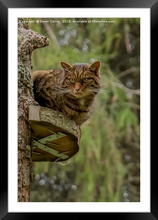 Scottish Wildcat Framed Mounted Print by Derek Corner