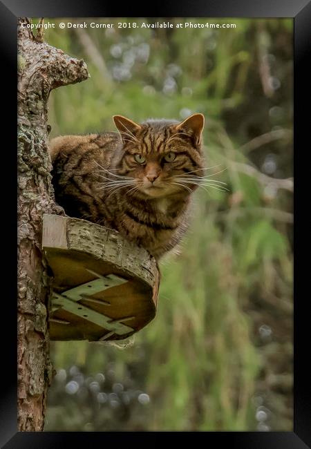 Scottish Wildcat Framed Print by Derek Corner