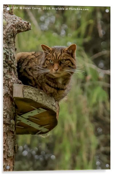 Scottish Wildcat Acrylic by Derek Corner