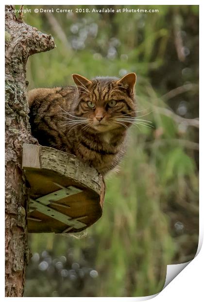 Scottish Wildcat Print by Derek Corner