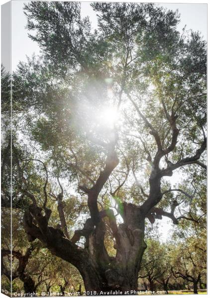 Sun Soaked Giant Olive Tree Canvas Print by James Lavott