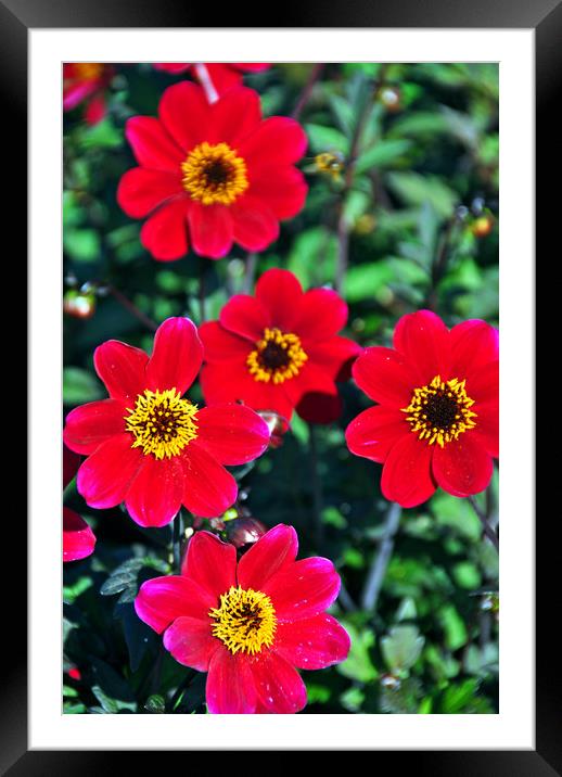 Flowering red Dahlia summer flower Framed Mounted Print by Andy Evans Photos