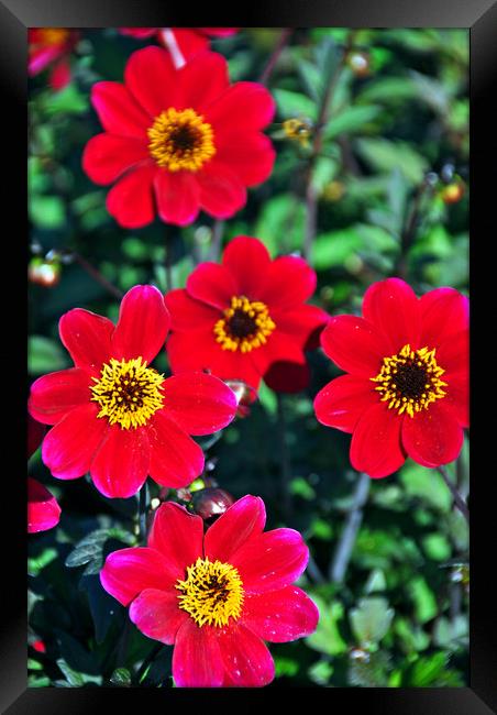 Flowering red Dahlia summer flower Framed Print by Andy Evans Photos