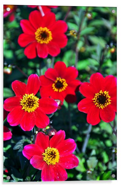 Flowering red Dahlia summer flower Acrylic by Andy Evans Photos