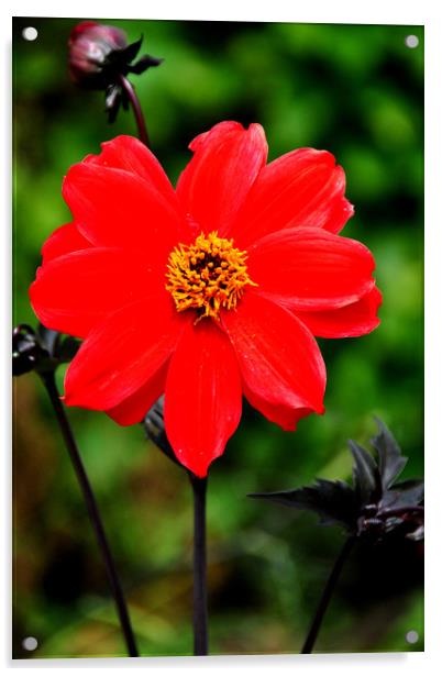 Flowering red Dahlia summer flower Acrylic by Andy Evans Photos