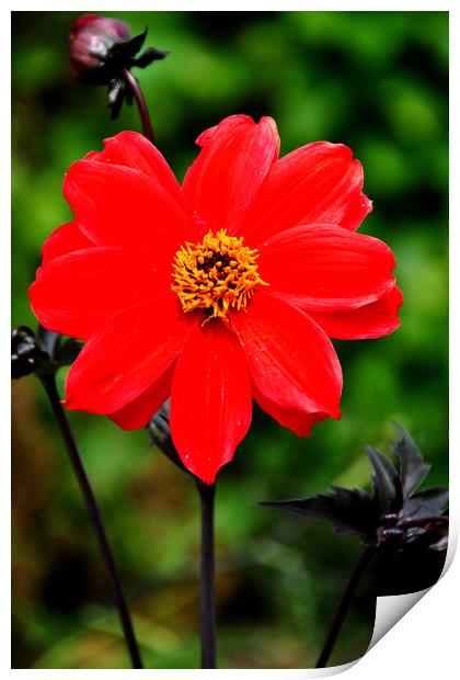 Flowering red Dahlia summer flower Print by Andy Evans Photos
