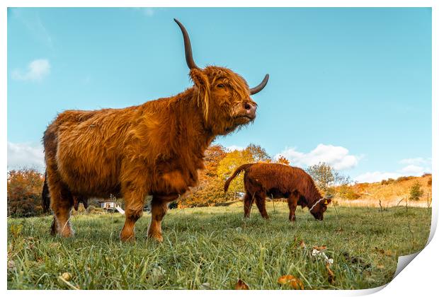 Highland cow Print by john lonsdale