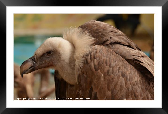 Bald Vulture Framed Mounted Print by Angela Wallace