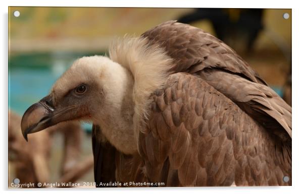 Bald Vulture Acrylic by Angela Wallace