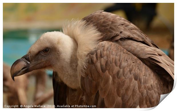 Bald Vulture Print by Angela Wallace