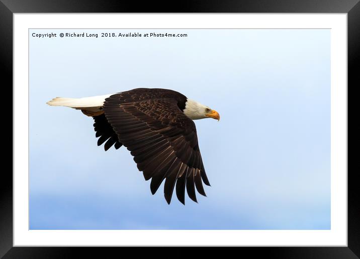 Bald Eagle in flight Framed Mounted Print by Richard Long