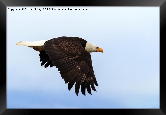 Bald Eagle in flight Framed Print by Richard Long