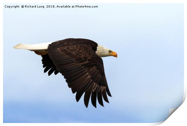 Bald Eagle in flight Print by Richard Long
