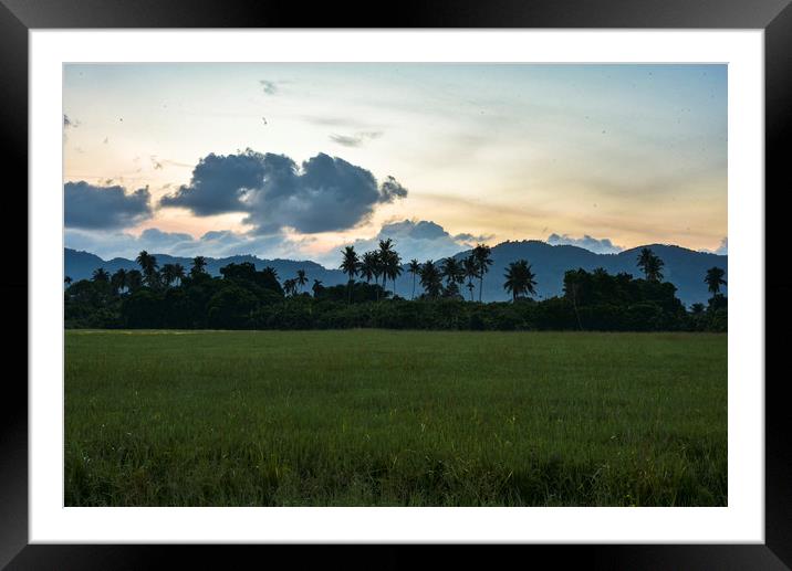 Penang paddle field at the sunrise moment Framed Mounted Print by Ankor Light