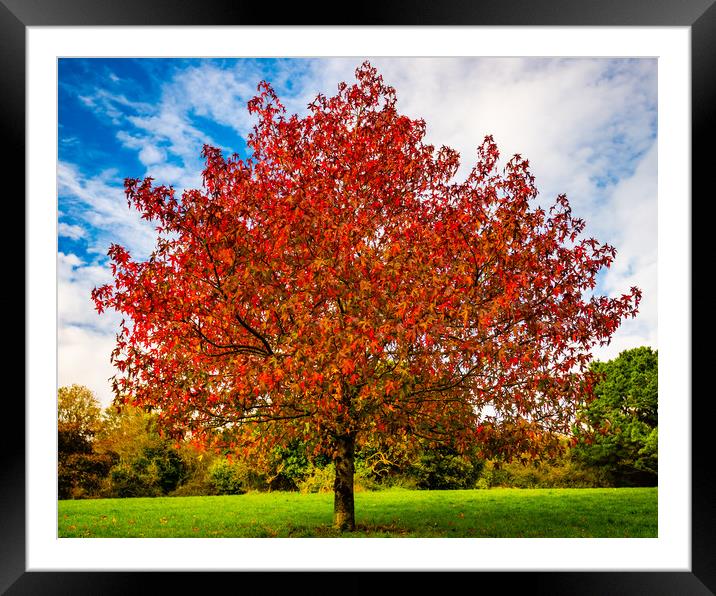 Autumn colours red Framed Mounted Print by David Martin