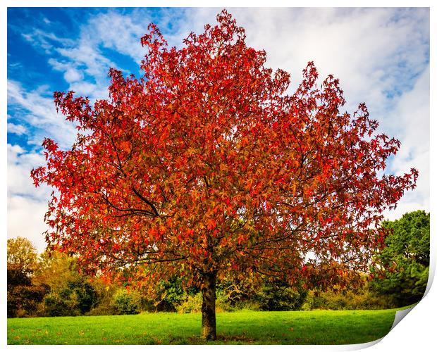 Autumn colours red Print by David Martin