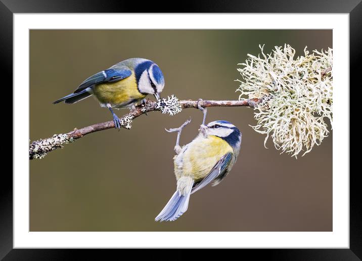 This branch isn't big enough for the both of us Framed Mounted Print by Ian Duffield