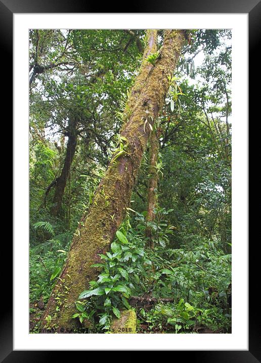 Cloud Forest Framed Mounted Print by Carole-Anne Fooks