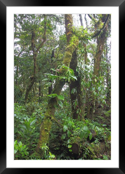 Cloud Forest  Framed Mounted Print by Carole-Anne Fooks