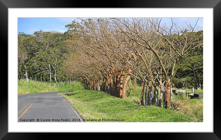 Mature Living Fence Framed Mounted Print by Carole-Anne Fooks
