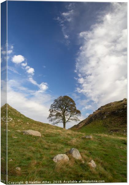 Sycamore Gap, Hadrian's Wall Canvas Print by Heather Athey