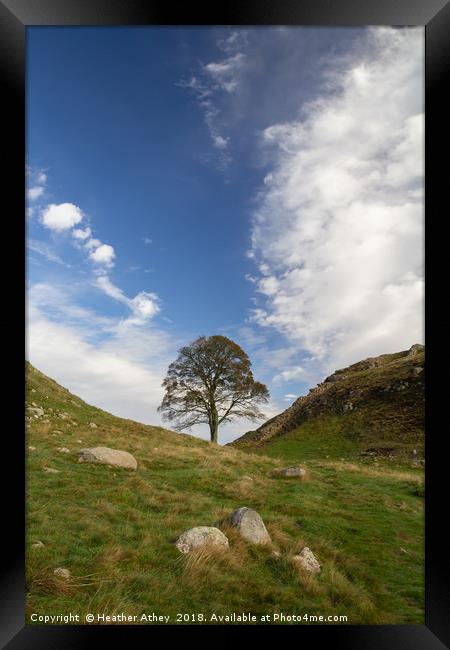 Sycamore Gap, Hadrian's Wall Framed Print by Heather Athey