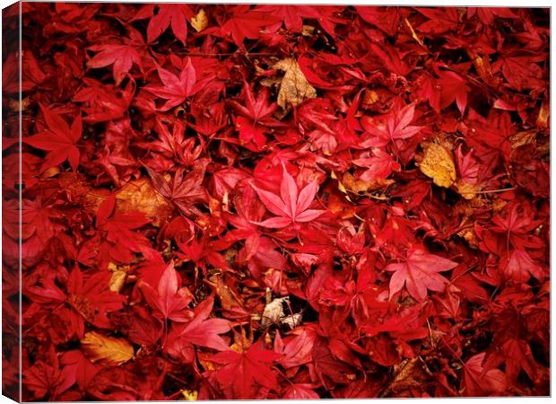 Fallen Maple Leaves Canvas Print by Victor Burnside
