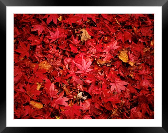 Fallen Maple Leaves Framed Mounted Print by Victor Burnside