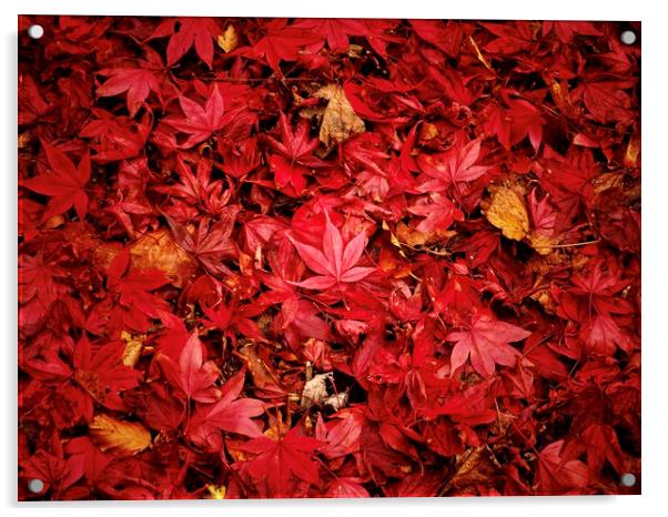 Fallen Maple Leaves Acrylic by Victor Burnside