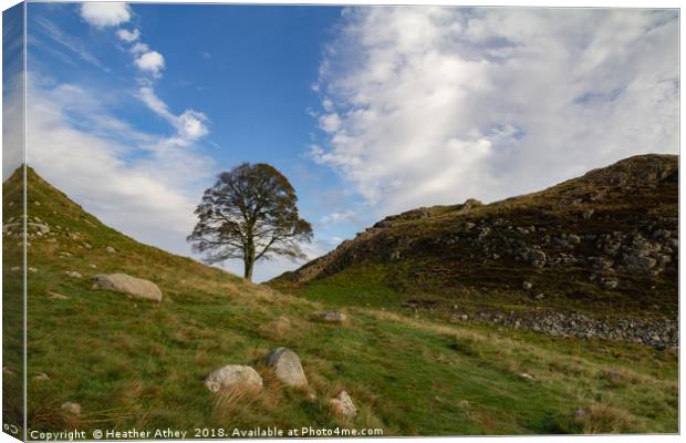 Sycamore Gap, Hadrian's Wall, Northumberland Canvas Print by Heather Athey