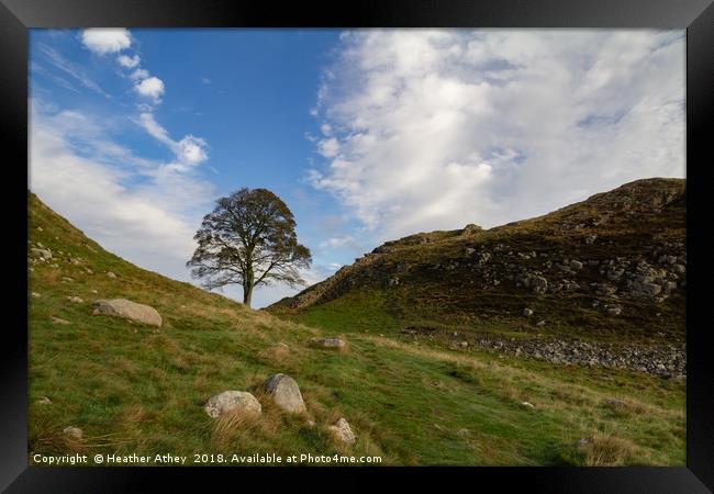Sycamore Gap, Hadrian's Wall, Northumberland Framed Print by Heather Athey