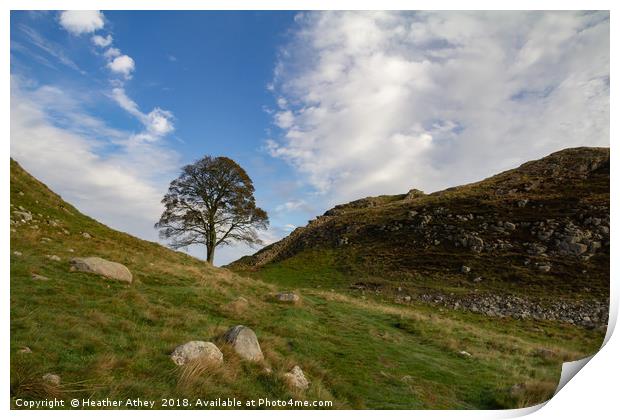 Sycamore Gap, Hadrian's Wall, Northumberland Print by Heather Athey