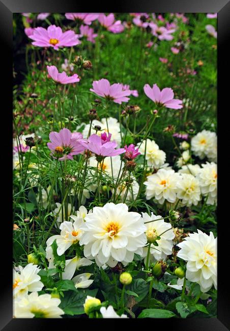 White Dahlia and Pink Coreopsis cosmos flowers  Framed Print by Andy Evans Photos