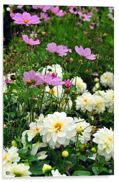 White Dahlia and Pink Coreopsis cosmos flowers  Acrylic by Andy Evans Photos