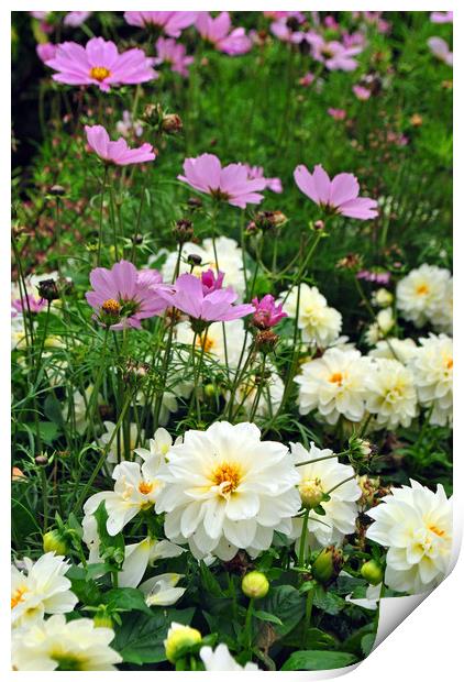 White Dahlia and Pink Coreopsis cosmos flowers  Print by Andy Evans Photos
