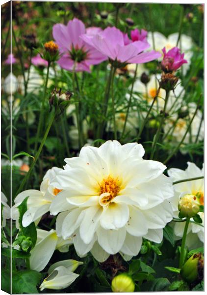 White Dahlia and Pink Coreopsis cosmos flowers Canvas Print by Andy Evans Photos
