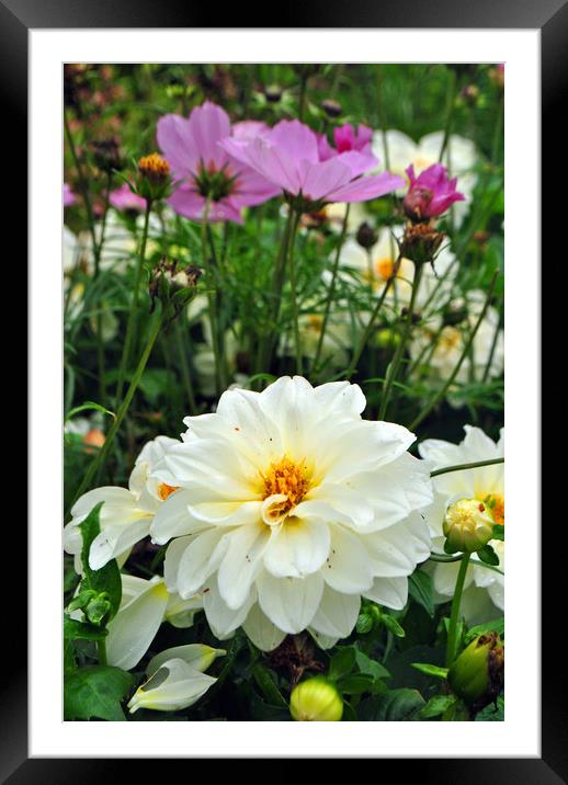 White Dahlia and Pink Coreopsis cosmos flowers Framed Mounted Print by Andy Evans Photos