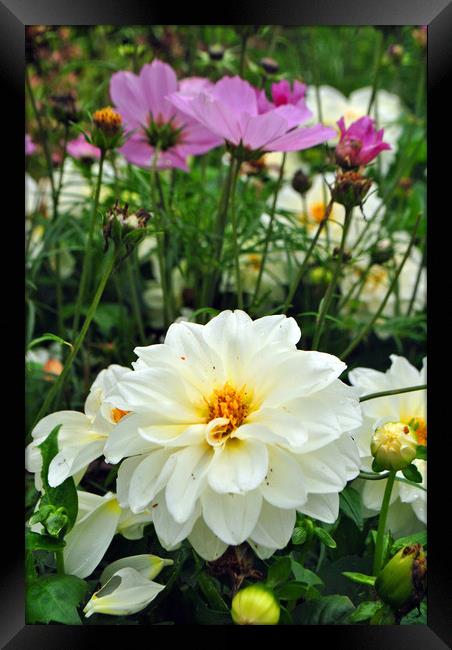 White Dahlia and Pink Coreopsis cosmos flowers Framed Print by Andy Evans Photos