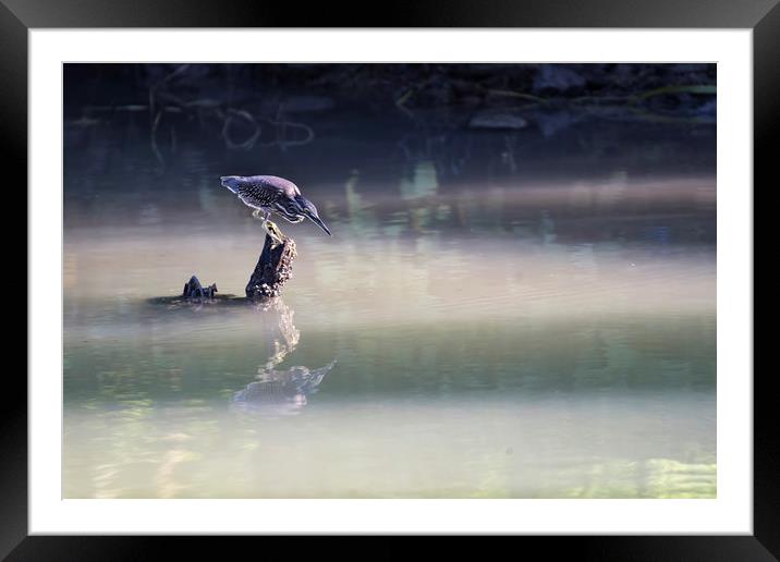 Grey dotted kingfisher bird Framed Mounted Print by Ankor Light