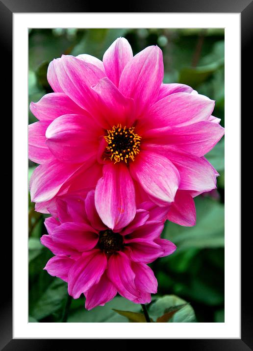 Pink purple Dahila summer flowers  Framed Mounted Print by Andy Evans Photos