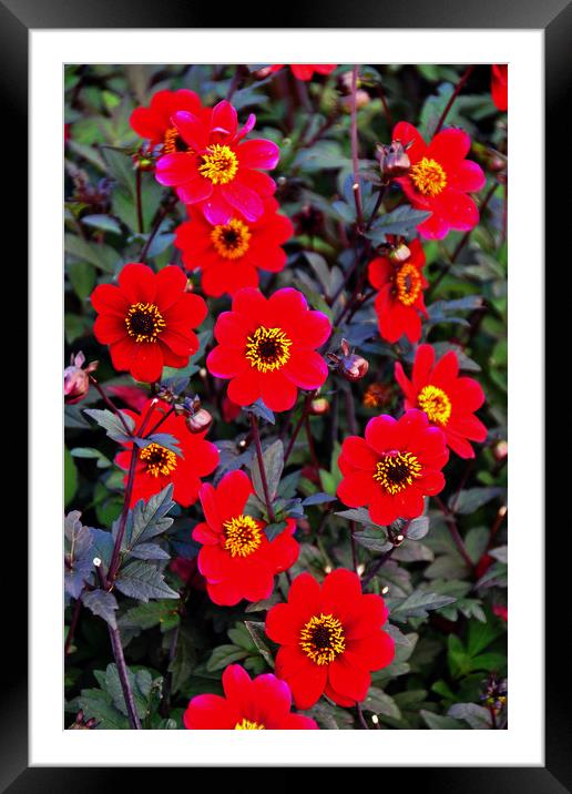 Red Dahila summer flowers flowering plants Framed Mounted Print by Andy Evans Photos
