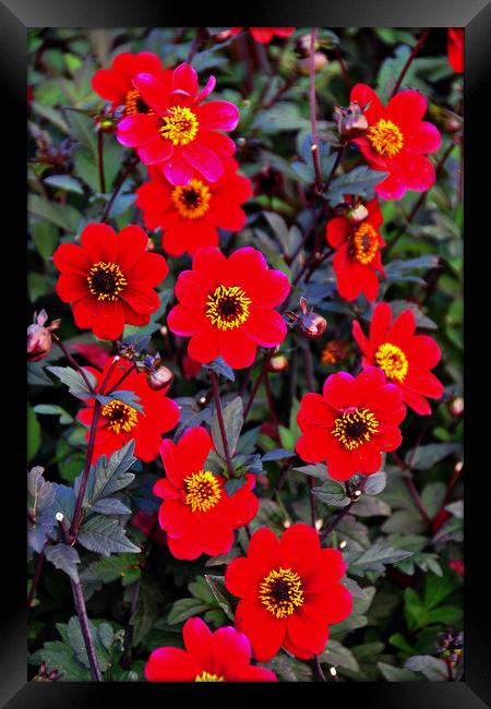 Red Dahila summer flowers flowering plants Framed Print by Andy Evans Photos